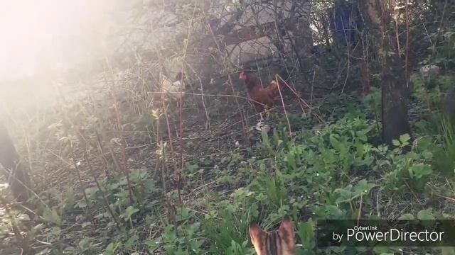 Кот и куры смотреть онлайн