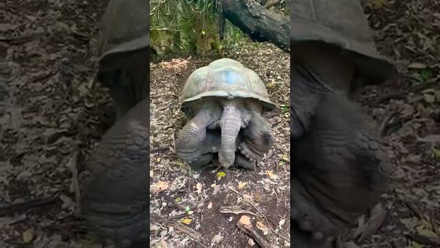 Спаривание черепах бывает крайне редко смотреть онлайн