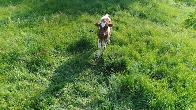 "Ох уж эти братья меньшие" Встреча зверей с дроном))) Phantom 4 Pro смотреть онлайн