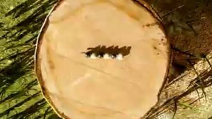 Nino Chxeidze - osuri