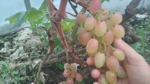 Басанти, кратко о форме винограда.