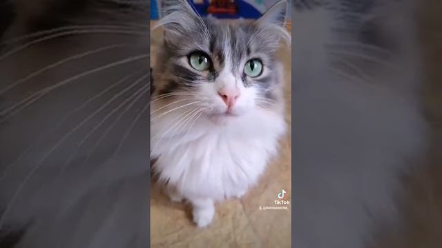 Как помочь кошке в жару. Только безопасные советы от опытного хозяина. смотреть онлайн