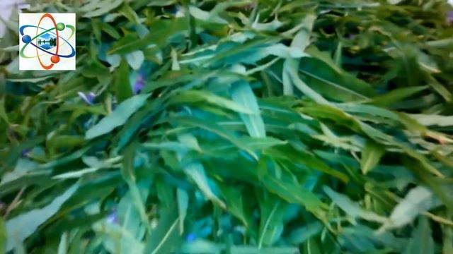 Супер чай для мужчин. Как приготовить Иван-чай.