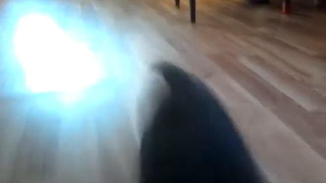 летающий французский бульдог! смотреть онлайн