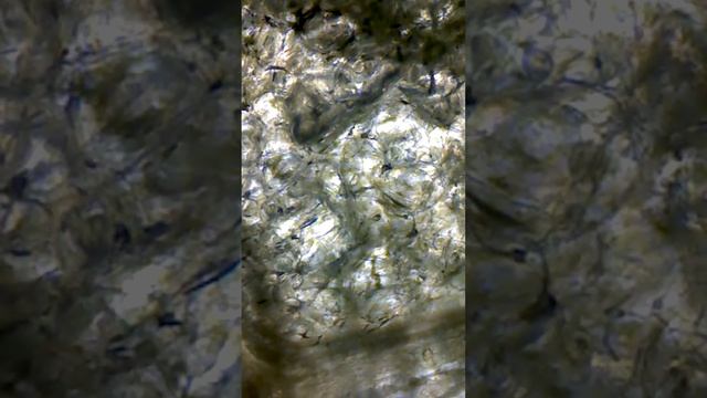 Огурец под микроскопом. Огурец убирает запах изо рта? смотреть онлайн