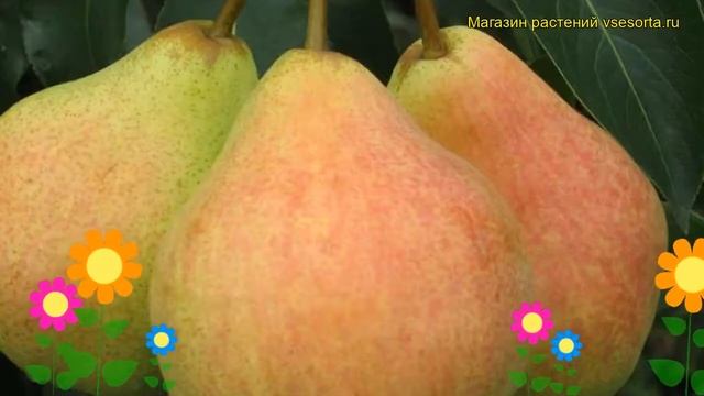 Груша обыкновенная Велеса. Краткий обзор, описание характеристик Pyrus Communis Velesa