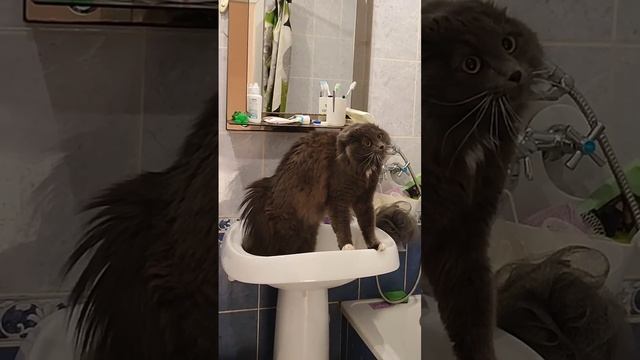 Сщас точно спою смотреть онлайн