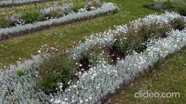 Ясколка - тонкости выращивания