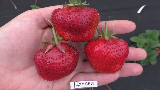 ЦУНАКИ сорт гигант с земляничным вкусом ягод смотреть онлайн