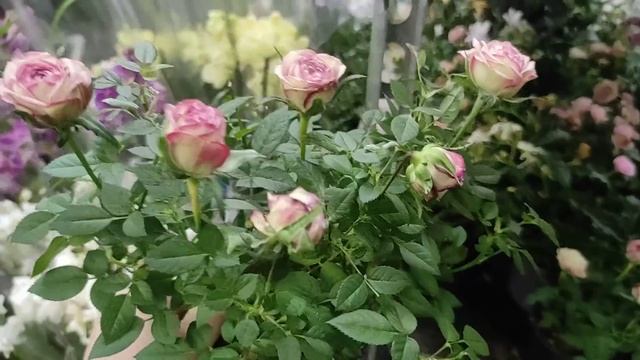 13.09.21.ОРХИДЕИ и другие цветы в Оби Мега Парнас. смотреть онлайн