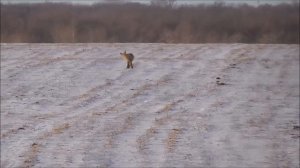 Очередная охота на лисиц. Санитарный отстрел, такую лису мы еще не видели....18+