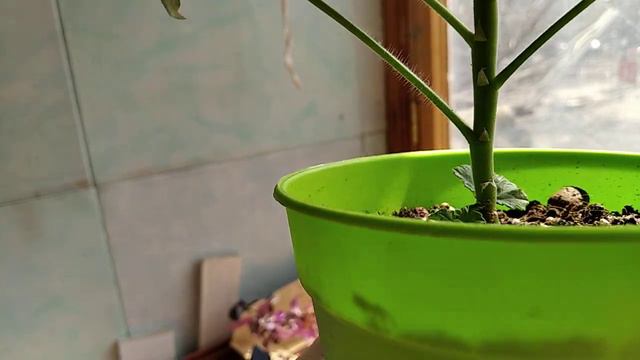 Как цветут Эписции и Пеларгонии !Формируем Зебрину в шар ! смотреть онлайн