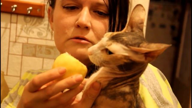 Как выбрать запах который не нравиться кошке смотреть онлайн