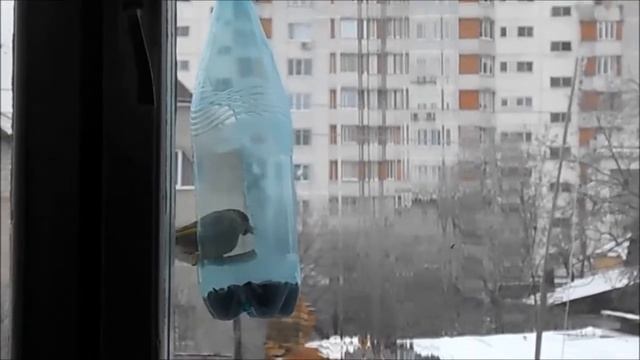 ЗЕЛЕНУШКА И СИНИЦЫ смотреть онлайн