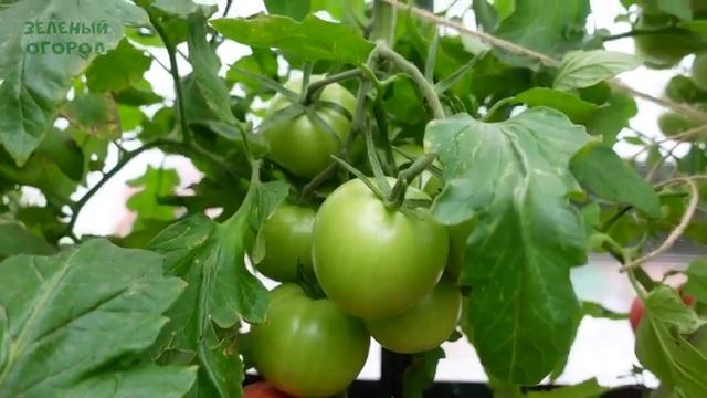 Томат ПОБЕДА F1. Обзор сортов ТОМАТОВ! смотреть онлайн