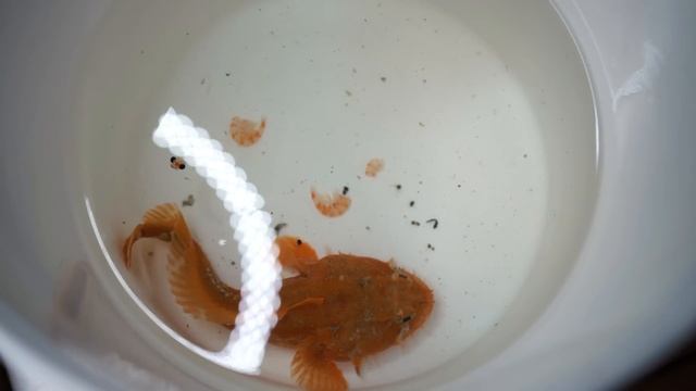 ORDERING DEADLY LIVE FISH OFF THE DARK WEB... (what's inside?) смотреть онлайн