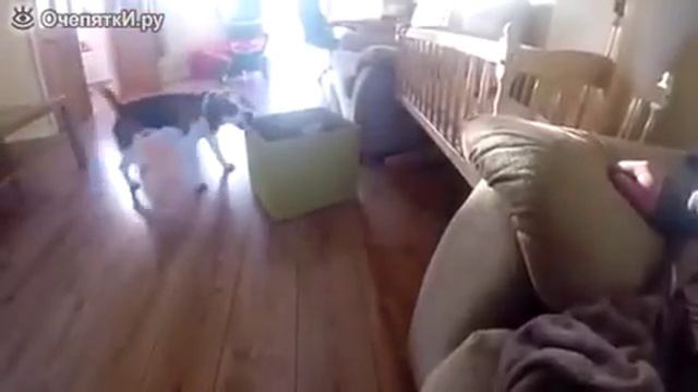 Пёс носит малышу игрушки смотреть онлайн