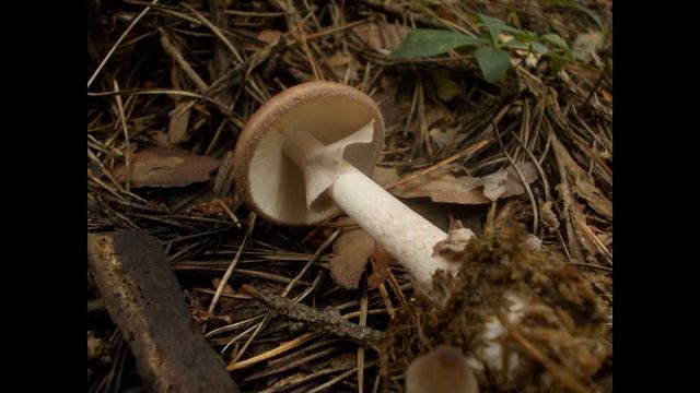 Amanita porphyria смотреть онлайн