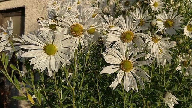 Leucanthemella serotina смотреть онлайн