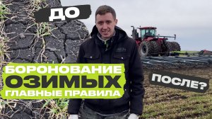 Бороним озимую пшеницу на Алтае. Агроном рассказал о главных правилах работы в поле