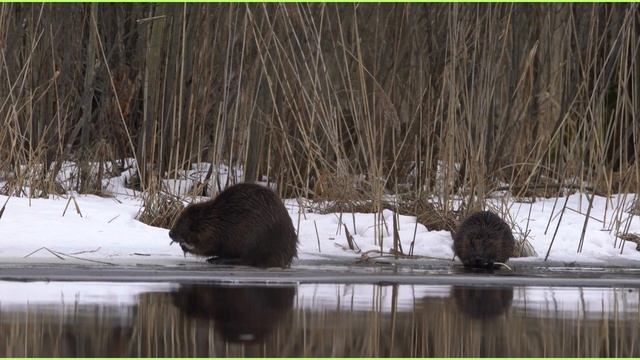 про бобров смотреть онлайн