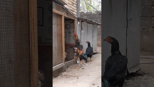 #О шамо KG Ош# смотреть онлайн