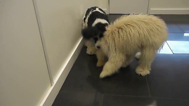 TPSB DV#10 - Lucy, Miko, Daisy, Paisley, Frank смотреть онлайн