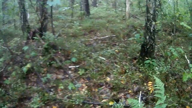 Сбор грибов против рыбалки. Где улов лучше? Часть 1. Грибы смотреть онлайн