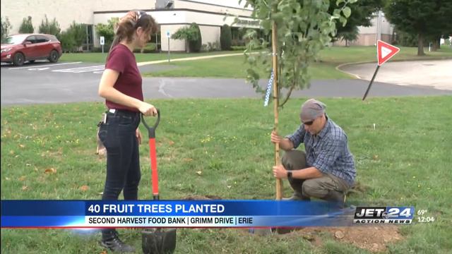 Dozens of volunteers help plant 40 fruit trees at Second Harvest Food Bank смотреть онлайн