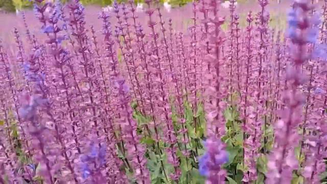 ПРИРОДА ЦВЕТЕНИЕ ШАЛФЕЯ!