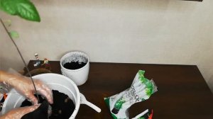 пересадка авокадо ? в большой горшок