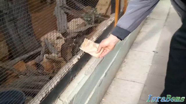 Зоопарк Негев - птицы смотреть онлайн