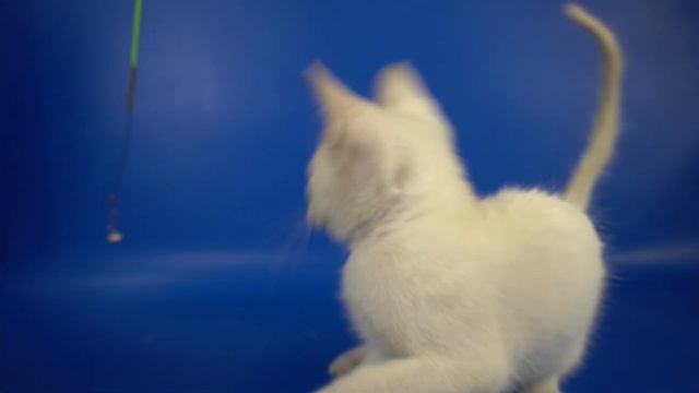 Тайский котик Leo Gamlet, лайлак-пойнт, 2,5 месяца, https://www.thaigamlet.ru/ смотреть онлайн