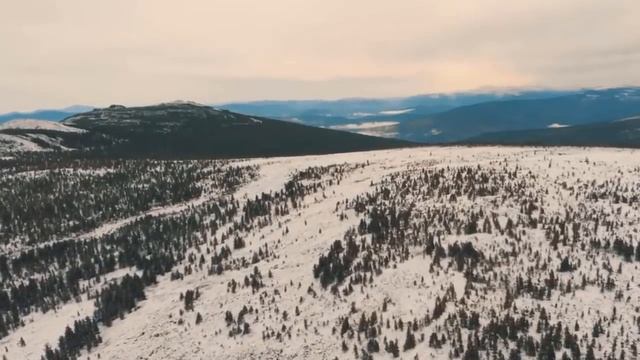 Неожиданная встреча с медведем на охоте смотреть онлайн