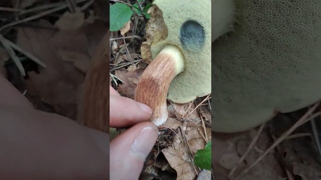 Maronen-Röhrling/Bay bolete (Imleria badia) (HD) смотреть онлайн