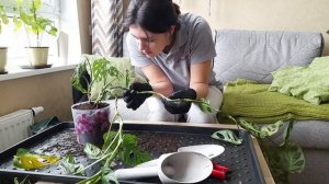 Монстера Манки и её размножение