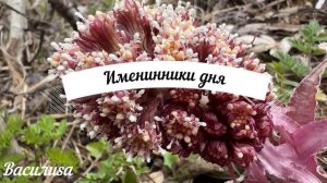 30 июня народный праздник день Мануйло. Что нельзя делать. Народные традиции и приметы и суеверия