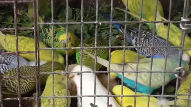 Кормление волнистых попугаев люцеркой и хлебом #попугаи #Семикаракорск смотреть онлайн