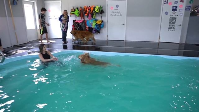 Throwing My Dog a Pool Party смотреть онлайн