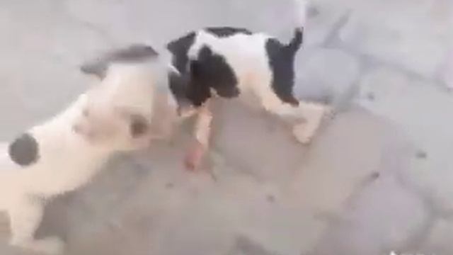 Pitbull puppy смотреть онлайн