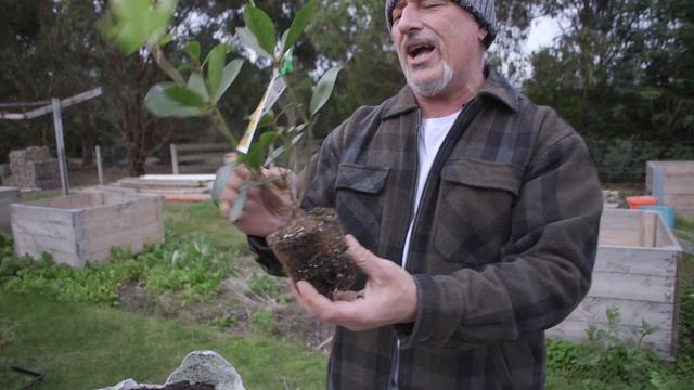 Re-potting Rhododendron's смотреть онлайн