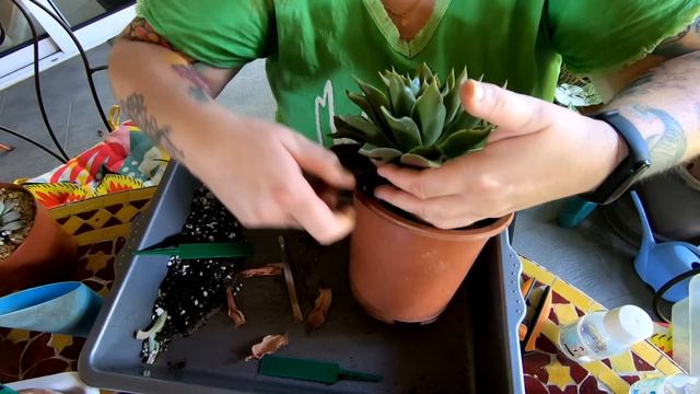 BLA BLA PLANTES #27 🌵Entretien des succulentes et les cochenilles | Les bons gestes à avoir ! смотреть онлайн