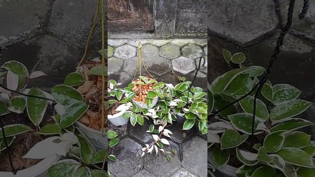 amazing my collection of hoya carnosa tricolor #shorts #hoya смотреть онлайн