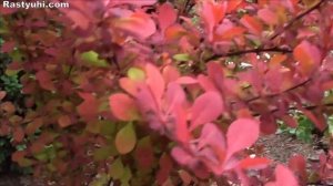 Формирование колоновидных барбарисов в течение сезона.