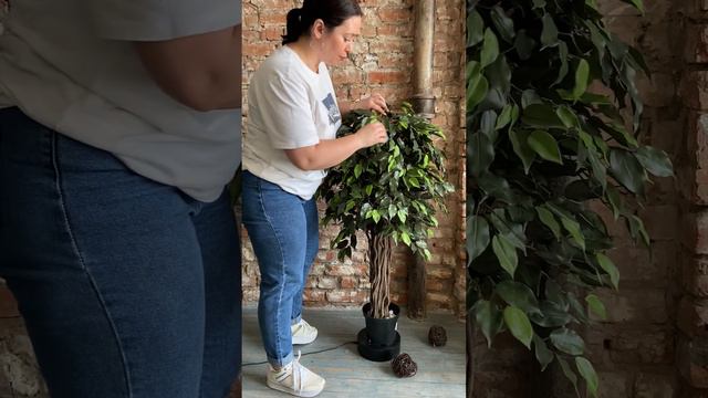 Edenplant.ru - Искусственный Фикус Бенджамина 120см с многожильным стволом смотреть онлайн