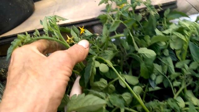 Пасынки - для поздних ПОМИДОРОВ! смотреть онлайн