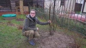 Важные особенности посадки деревьев с закрытой корневой системой