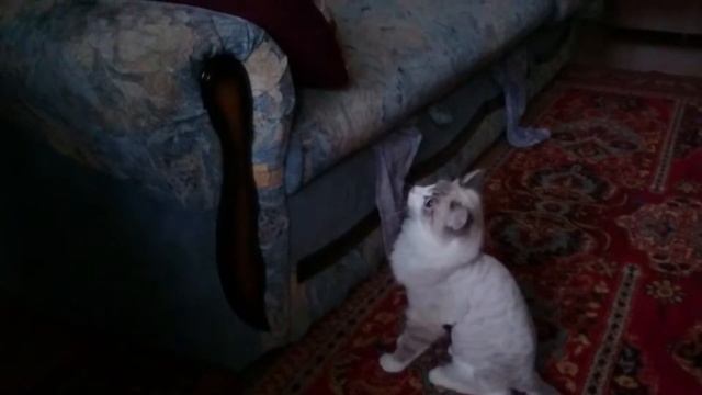 После стрижки киса Жгет, Угар смотреть онлайн