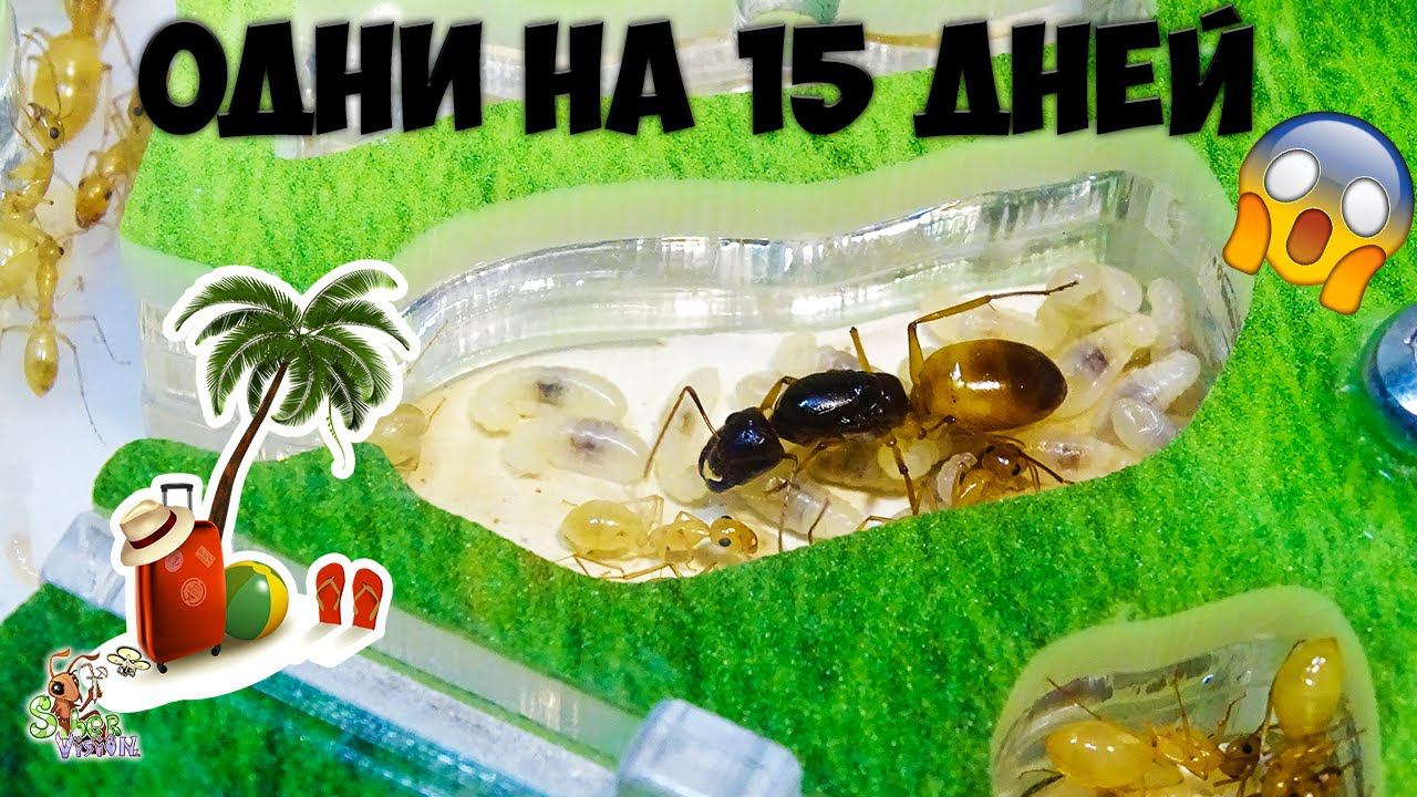 Уехал в отпуск на 2 недели ● Как подготовить муравьев к длительному отсутствию ухода? смотреть онлайн