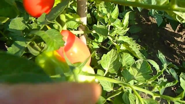 Томат Ни забот, ни хлопот. смотреть онлайн